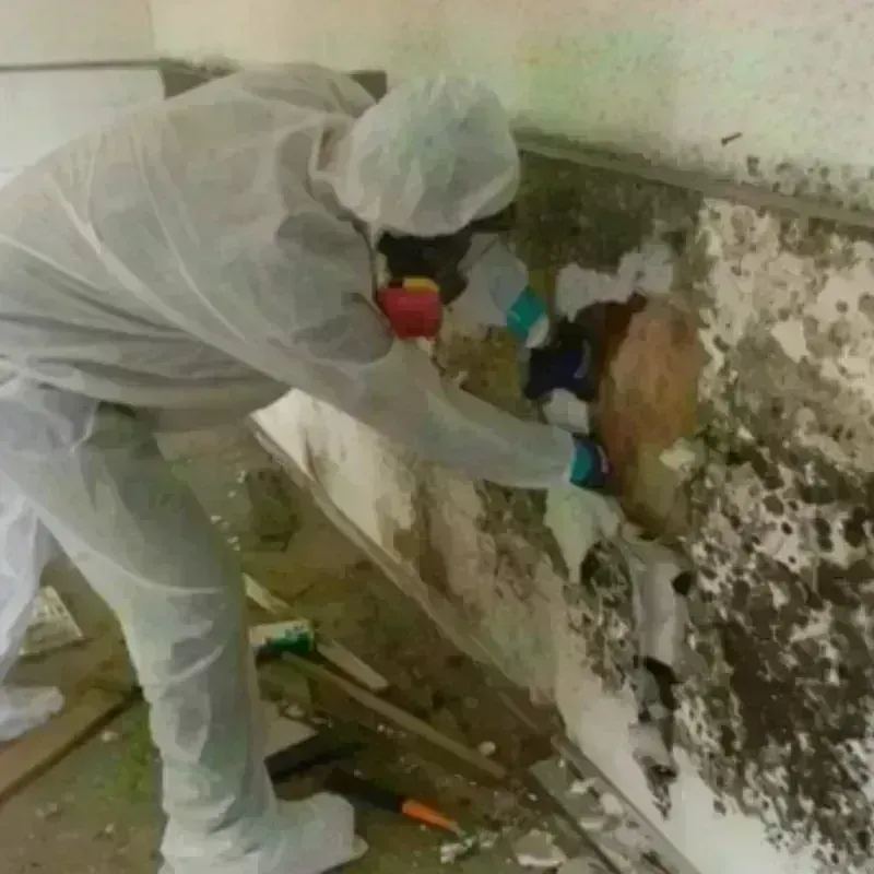 Mold Remediation and Removal in Bellmawr, NJ